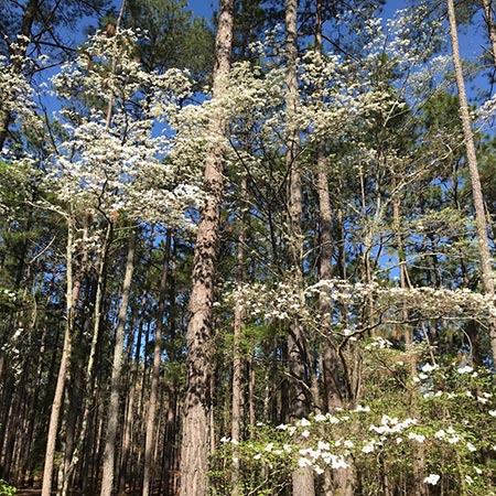 Pines in the spring with dogwoods