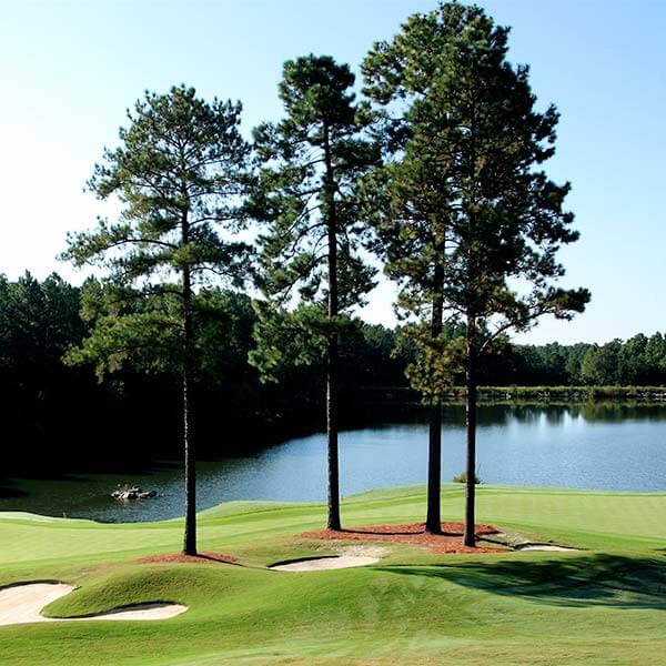 Tall pines on golf course