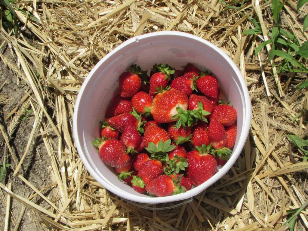 Carter Farms strawberries