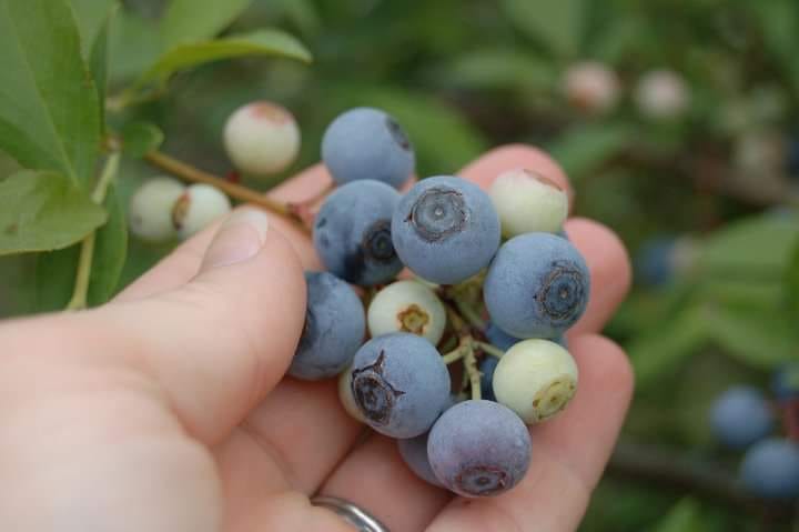 McLeod's Table Farm blueberries