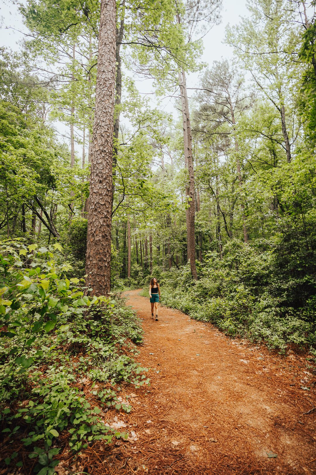 Weymouth Woods