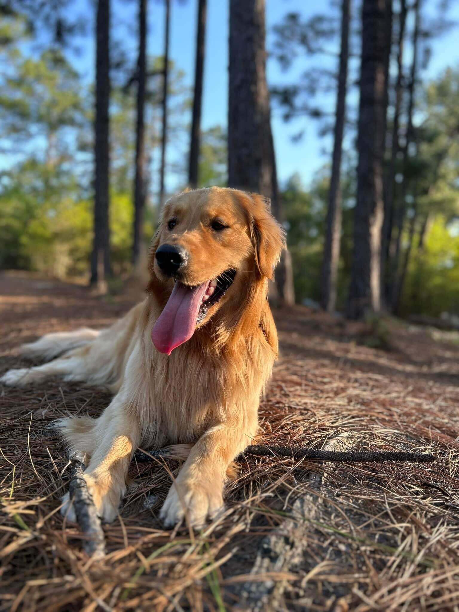 Dog smiling on trail
