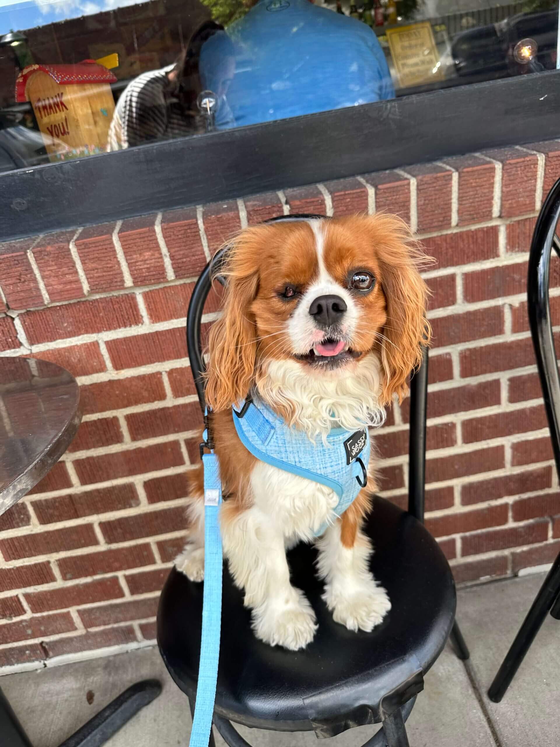 cute dog sitting on bar stool