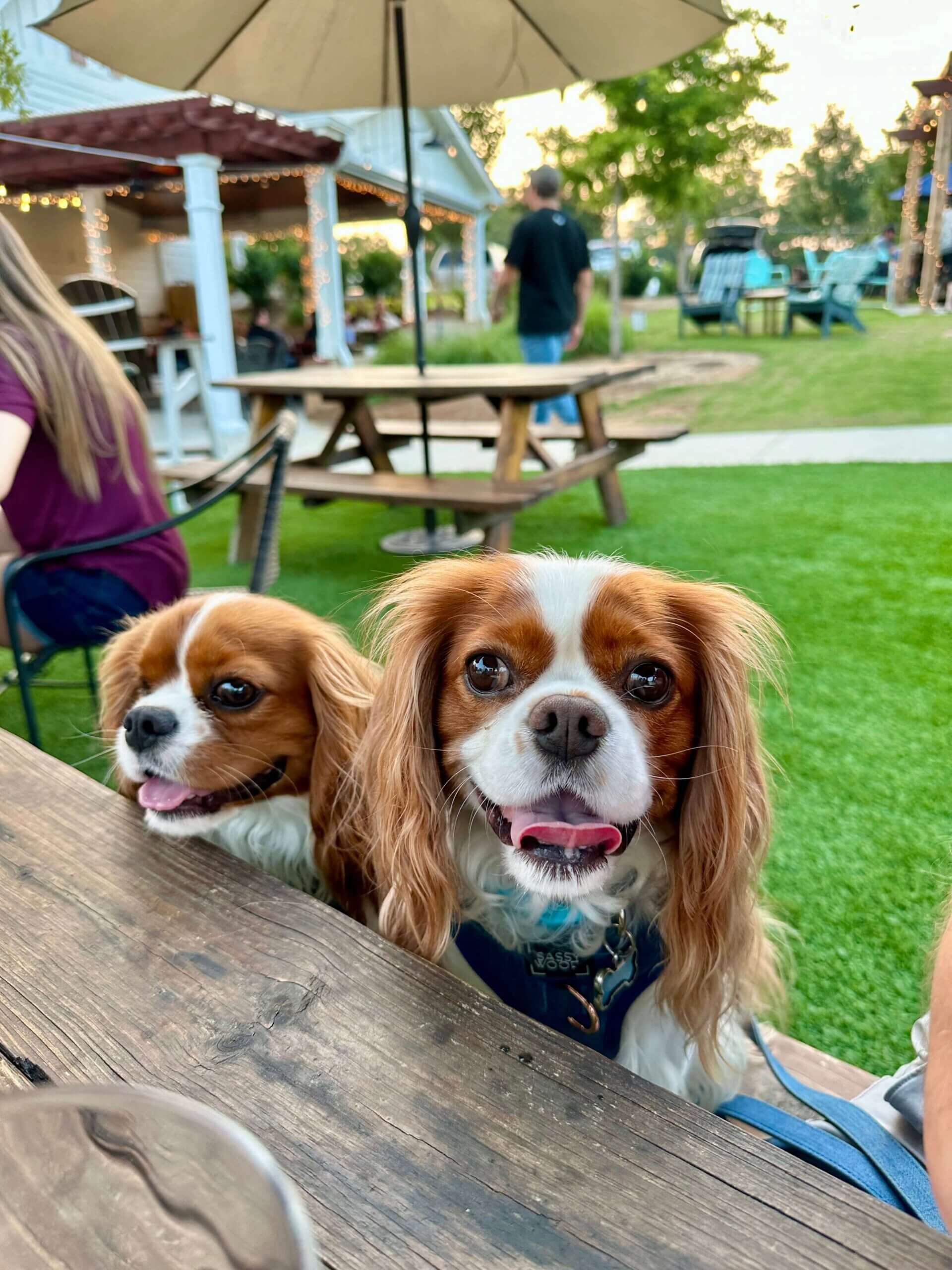 Cute dogs at reds corner